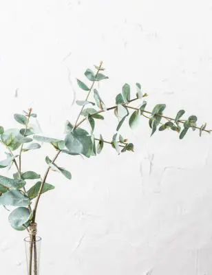 Visuel Greenery, article de blog Les Mignonneries de Noémie